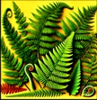Ferns